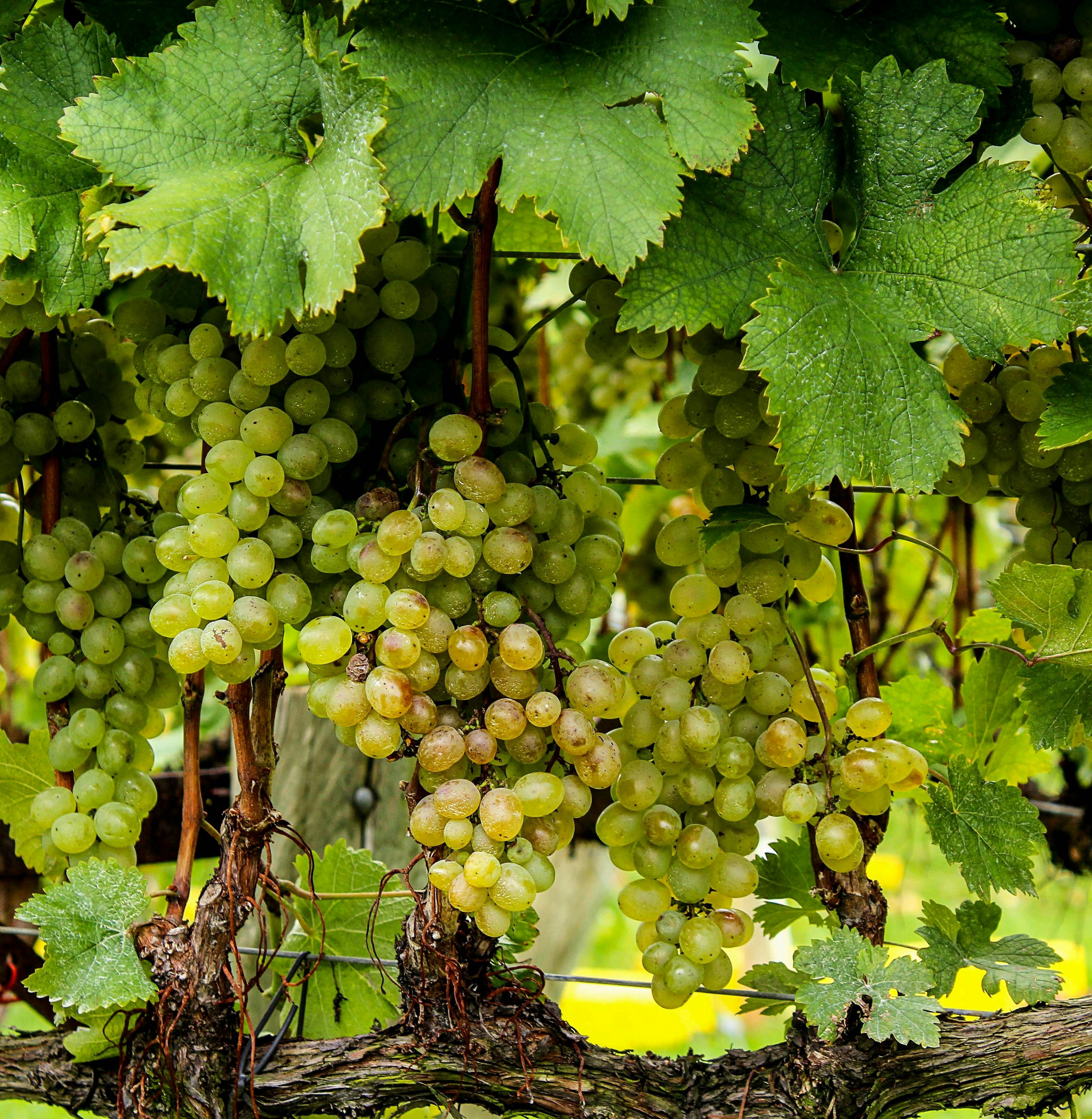 Heuriger, Heurigen, Wein, Weinreben, Ausgsteckt